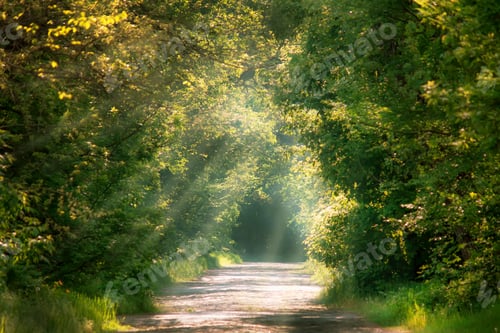 Preview: Sunny spring or summer landscape
