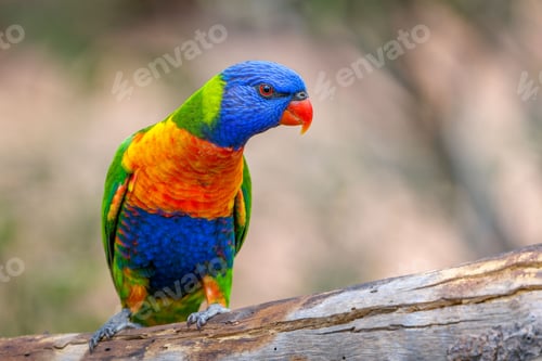 Preview: Vibrant Rainbow Lorikeet perched atop a tree branch in an outdoor setting
