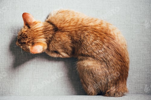 Preview: Cute ginger kitten sleeps