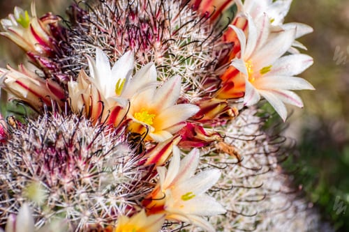 Preview: California fishhook cactus in bloom