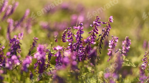 Preview: Many cute purple flowers. Close up photo.