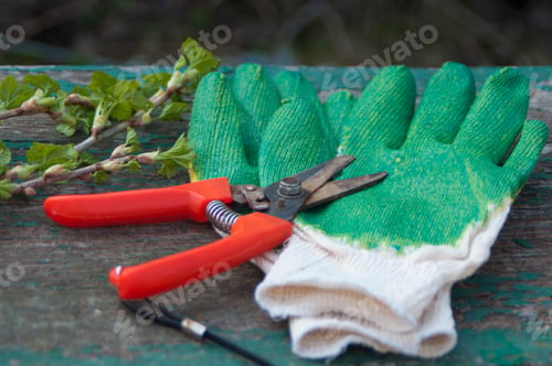 Preview: garden