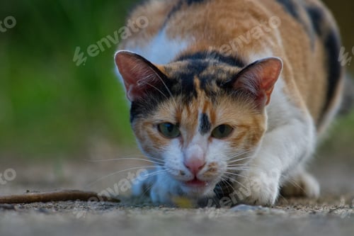 Preview: cat cute nice animal happiness hug looking