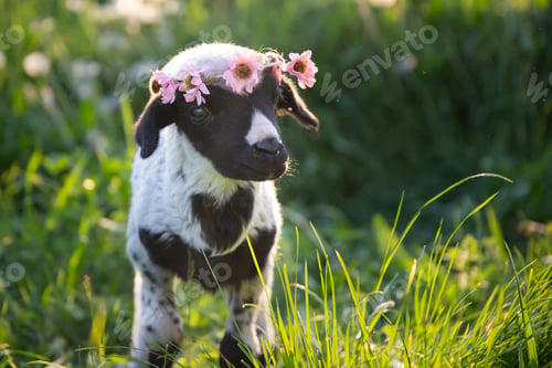 Preview: Beautiful baby lamb with flower wreath in magic light