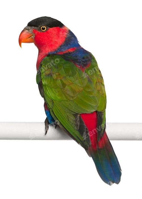 Preview: Ornate Lorikeet, Trichoglossus ornatus, a parrot, perching in front of white background