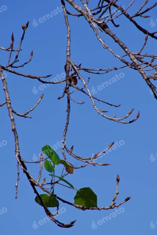 Preview: Beautiful sign of Spring