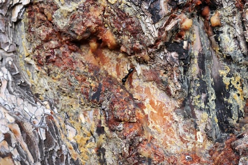 Preview: Sap from pine tree. Bark Background texture