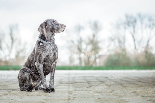 Preview: German Shorthaired Pointer sitting in a relaxed position in a park