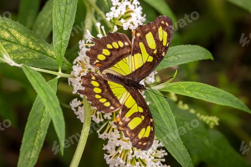 Preview: Beautiful butterfly Siproeta stelenes living in butterfly house.