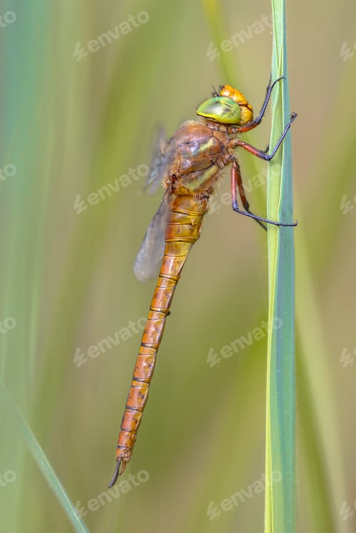 Preview: Side view of Green eyed hawker on reed background