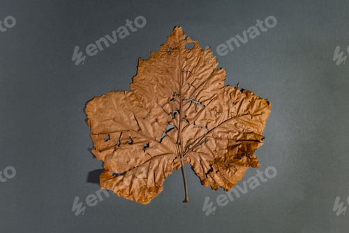 Preview: A GIant Dried Autumn Leaf on a Clean Textured Background