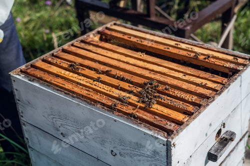 Preview: Close up view of the opened hive showing frames populated by honey bees. Honey bees crawl in an open
