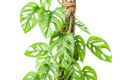Preview: Monstera Adansonii established on the moss pole