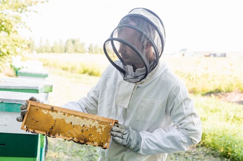 Preview: bee master in beekeeping suit holding honeycomb frame with bees on apiary