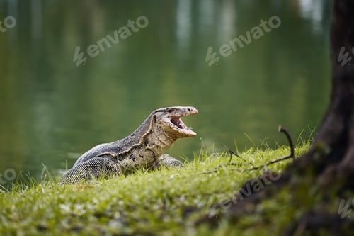 Preview: Water monitor lizard in grass