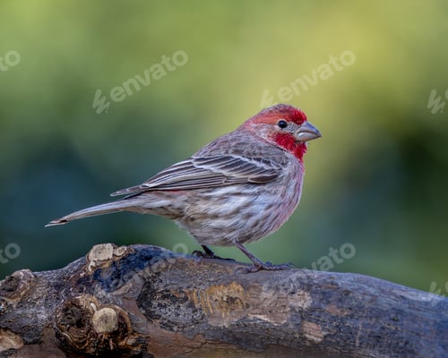 Preview: Male Red House Fence sitting on a tree limb