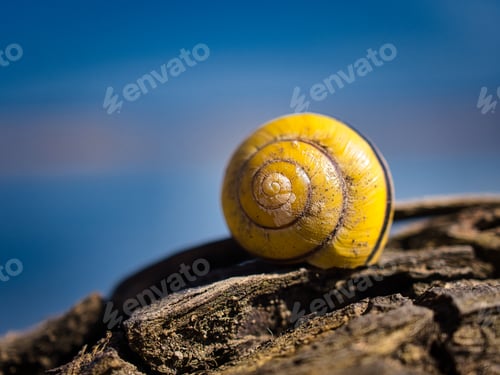 Preview: Beautiful view of a yellow cochlea on a wooden surface