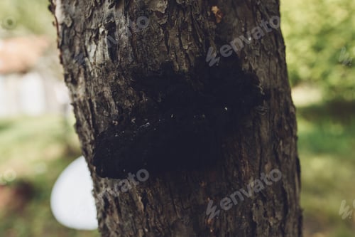 Preview: tree trunk nature fresh air mushroom close-up