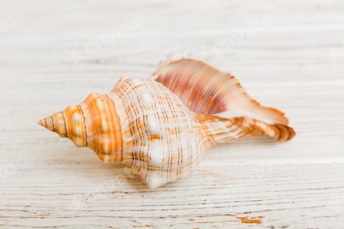 Preview: Beach seashells on colored background. Mock up with copy space