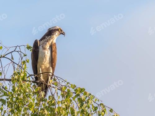 Preview: Osprey perched on a tree branch.