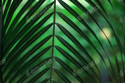 Preview: Beautiful tropical green leaf on blurred background, closeup
