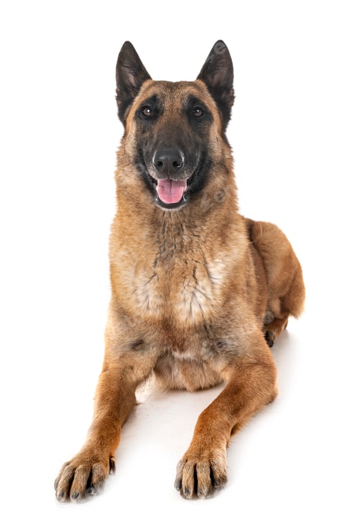 Preview: belgian shepherd malinois