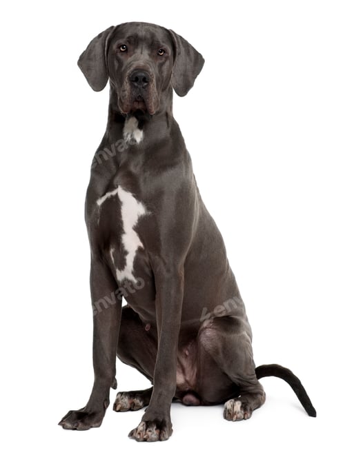 Preview: Great Dane, 2 years old, sitting in front of white background