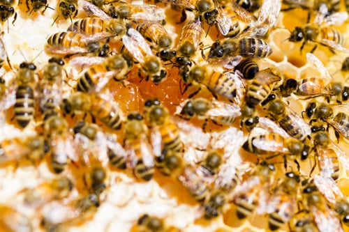 Preview: Beekeeping