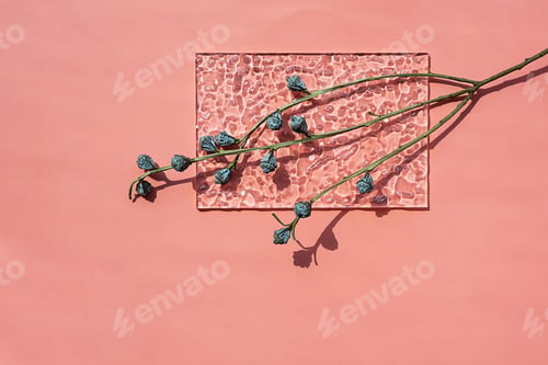 Preview: Eucalyptus branch with gum nuts creative composition. Trendy artistic mock up with dried plant.