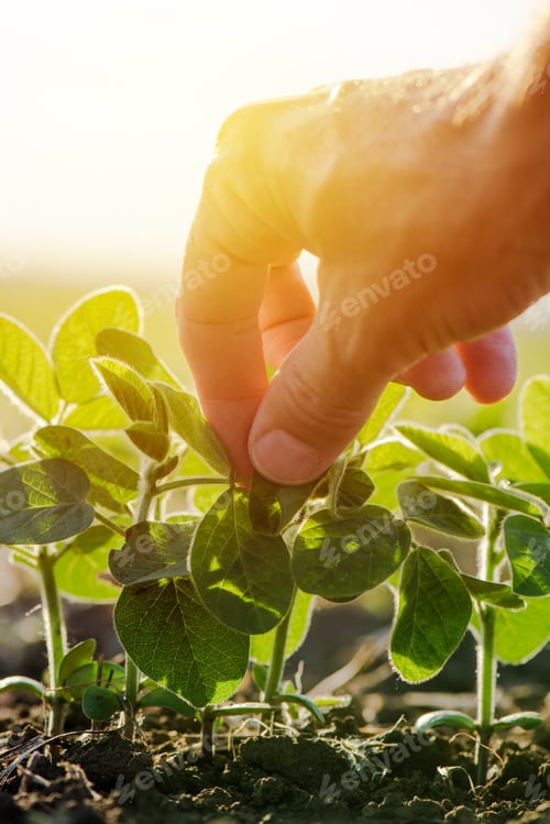 Preview: Close up of male farmer hand examining soybean plant leaf