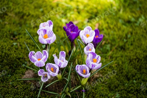 Preview: Crocuses flowers. A group of crocuses in the grass.