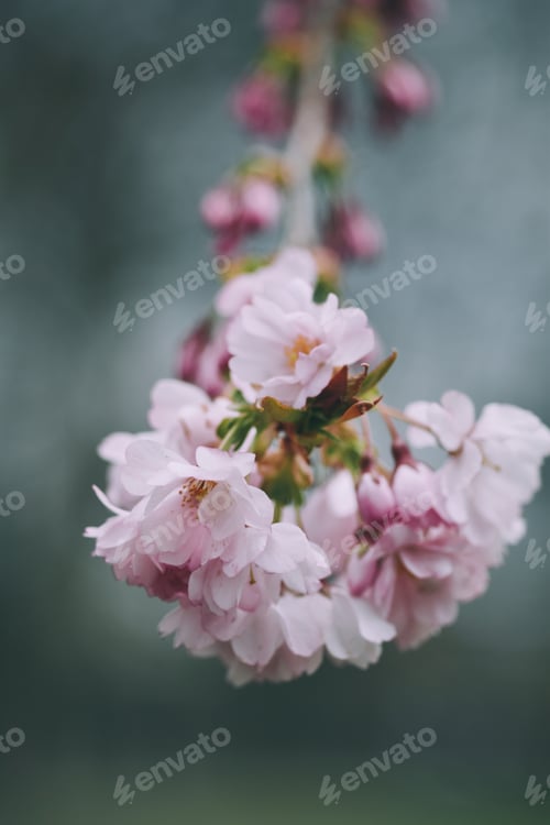 Preview: Blooming cherry blossoms