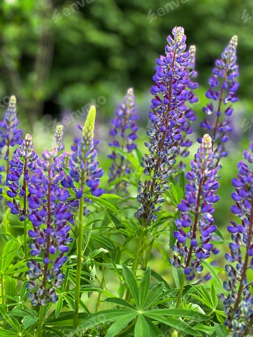 Preview: Beautiful purple lupine flowers blooming in a summer garden