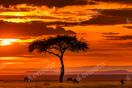 Preview: Kenya Landscapes Magical Sunset Sunrise Dramatic Clouds Rainy Wildlife Animals