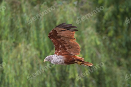 Preview: Majestic hawk in flight over lush forest.