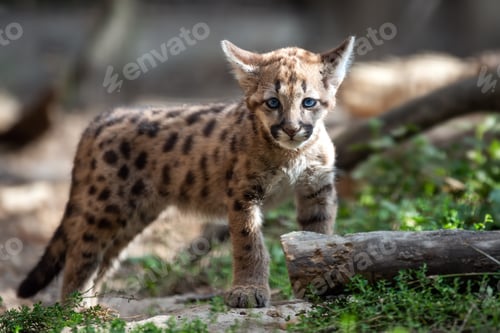 Preview: Baby cougar, mountain lion or puma