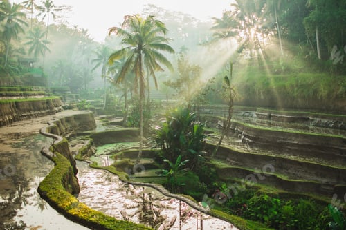 Preview: Beautiful sunrise over famous balinese landmark Tegalalang rice terraces. Magic sun rays