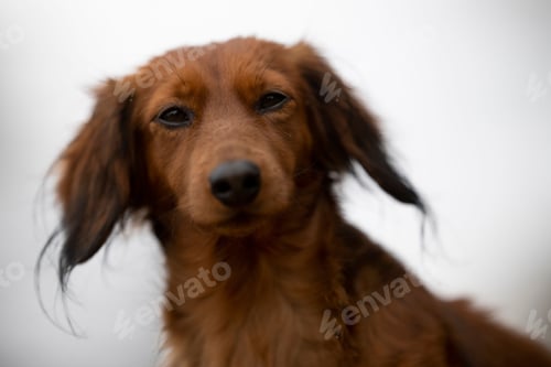 Preview: Closeup shot of an adorable dachshund.