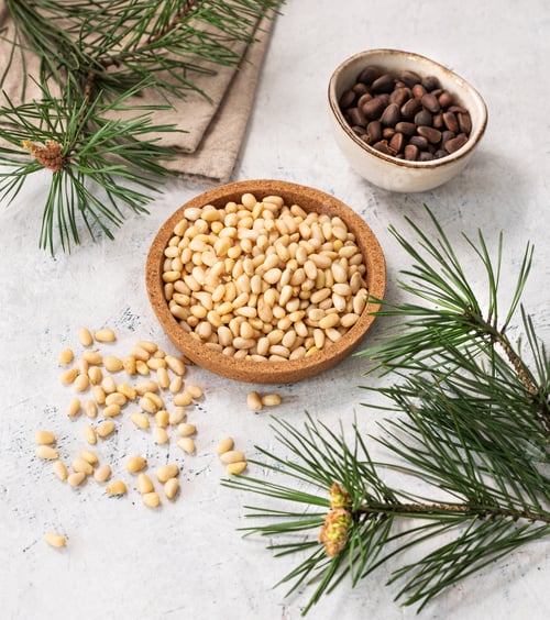 Preview: Pine nuts in a bowl and scattered on a white texture background with branches of pine needles