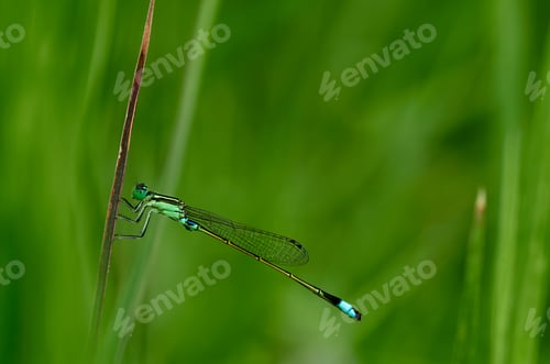 Preview: close up of a dragonfly on the grass stem
