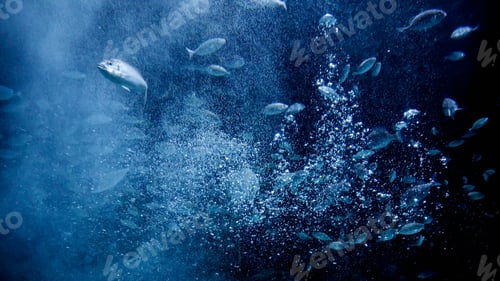 Preview: Underwater shot of sea fishes and floating air bubbles lit by sun rays