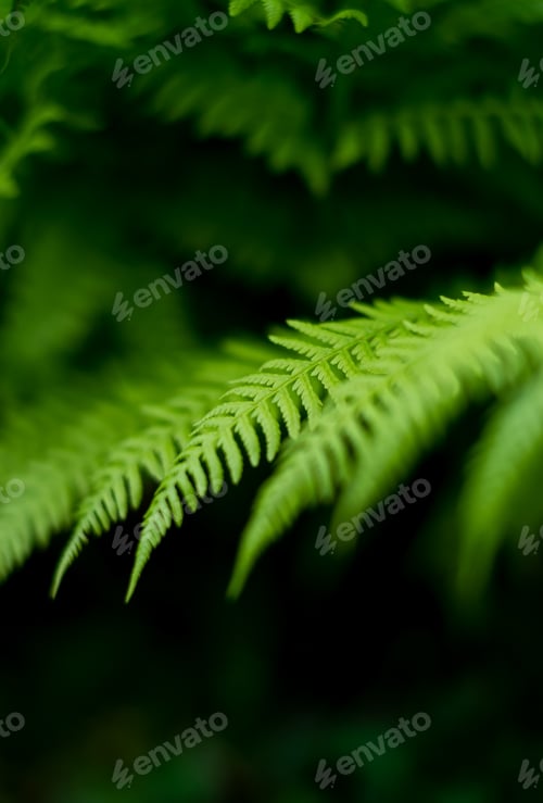 Preview: Fern in the forest like a background. Floral plants after rain.