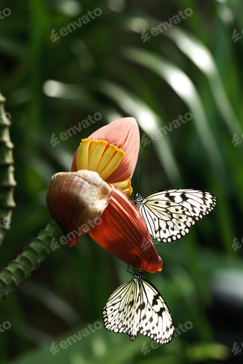 Preview: Close-up of two black and white butterflies sitting on an orange flower eating its nectar.