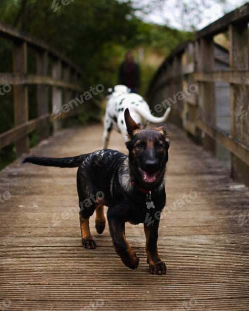 Preview: Taz - Belgian malinois/ German Shepard mix