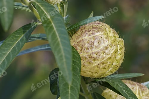Preview: Balloonplant Fruit (Gomphocarpus Physocarpus). Called Balloon Cotton-Bush, Bishop'S Ball, Nailhead