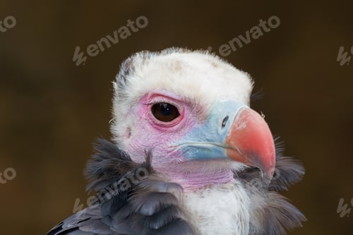Preview: Griffon vulture detailed portrait