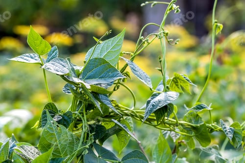 Preview: Green plant leaves in summer sunlight close-up