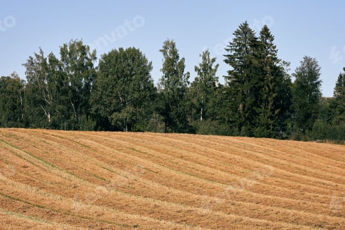 Preview: Plantation ground with green trees in the background under a clear blue sky