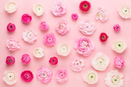 Preview: Beautiful colored ranunculus flowers on a pink background. Spring greeting card.