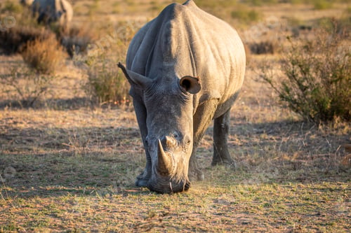 Preview: Rhinoceros Grazing in the Morning Sunlight